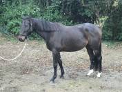 Poulinière ou cheval de compagnie 