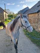 Pouliche Welsh Pony grise 15 mois plein papier