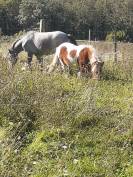 Pouliche Welsh Pony grise 15 mois plein papier