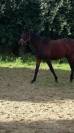 Vend poulain 3 ans endurance