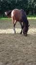 Vend poulain 2 ans endurance