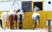 JOLIE ÉCURIE DE TOURISME ÉQUESTRE EN PETITE CAMARGUE