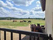 Domaine équestre 39 hectares proche Cuisery