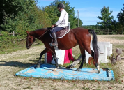 Jument Selle Français 7 ans