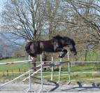 Galahad des Allees, entier Welsh cob D de 8 ans