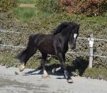 Galahad des Allees, entier Welsh cob D de 8 ans