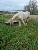 Irish cob ITI entier ( peut être castré)