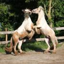 Irish cob ITI entier ( peut être castré)