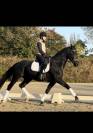 Cheval d’avenir de 5 ans gros potentiel 