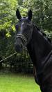 Cheval d’avenir de 5 ans gros potentiel 