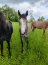 Ponette Connemara loisirs