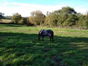 Pension pré chevaux proche de Toulouse