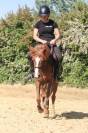 Poney B Welsh ONC 9 ans 