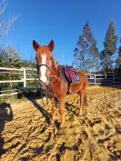 Poney B Welsh ONC 9 ans 