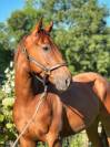 Hongre 2 ans a former - ultra polyvalent