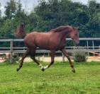 Hongre 2 ans a former - ultra polyvalent