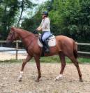 Hongre 2 ans a former - ultra polyvalent