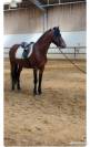 Poney hongre ONC bai, taille C 1,35m, âge 7 ans