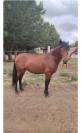 Poney hongre ONC bai, taille C 1,35m, âge 7 ans