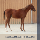 Foal mâle : MARE AUSTRALIS X CHIC ALORS