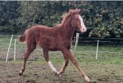 Foal par Itoki de Riverland sur bonne souche SF