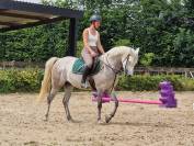 Jument arabe 5 ans taille D-pony 1m47