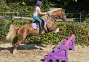 Poney Welsh C avec une grande capacité de saut