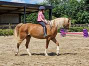 Poney Welsh C avec une grande capacité de saut