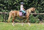 Poney Welsh C avec une grande capacité de saut