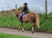 Poney Welsh C avec une grande capacité de saut