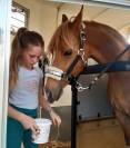 Poney Welsh C avec une grande capacité de saut