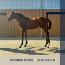 Foal mâle : SPANISH MOON X LADY EAGLE