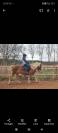 ponette haflinger 9 ans 