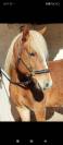 ponette haflinger 9 ans 