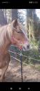 ponette haflinger 9 ans 