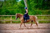 ponette haflinger 9 ans 