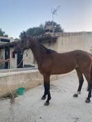 Pouliche Zangersheide 5 ans - Saut d'obstacles