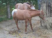 poulain appaloosa