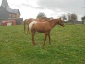 poulain appaloosa