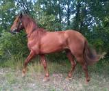  Cheval Espagnol à vendre