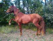  Cheval Espagnol à vendre