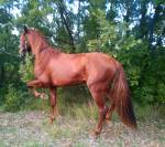  Cheval Espagnol à vendre