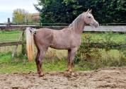 Superbe hongre pur-sang arabe de 2,5 ans, grande taille