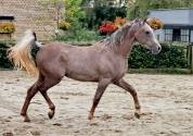 Superbe hongre pur-sang arabe de 2,5 ans, grande taille