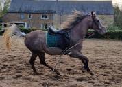 Superbe hongre pur-sang arabe de 2,5 ans, grande taille