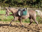 Superbe hongre pur-sang arabe de 2,5 ans, grande taille