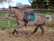 Superbe hongre pur-sang arabe de 2,5 ans, grande taille