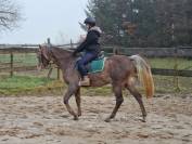 Superbe hongre pur-sang arabe de 3 ans, grande taille