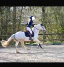 Poney Jument connemara de 13 ans – 148cm