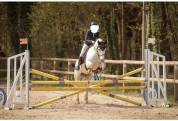 Poney Jument connemara de 13 ans – 148cm